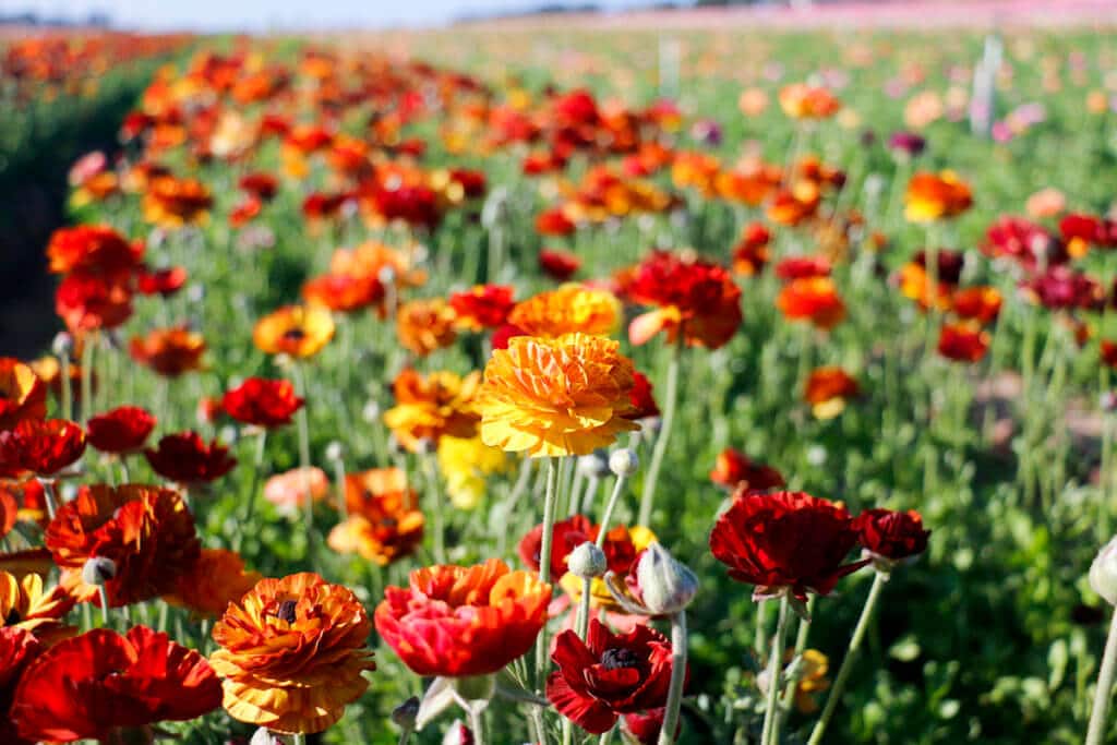 spring super bloom