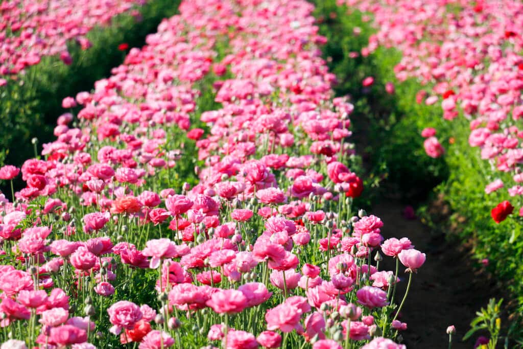 spring super bloom