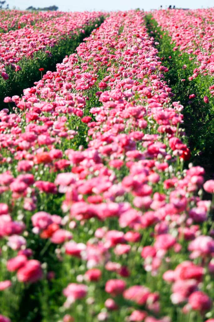 spring super bloom