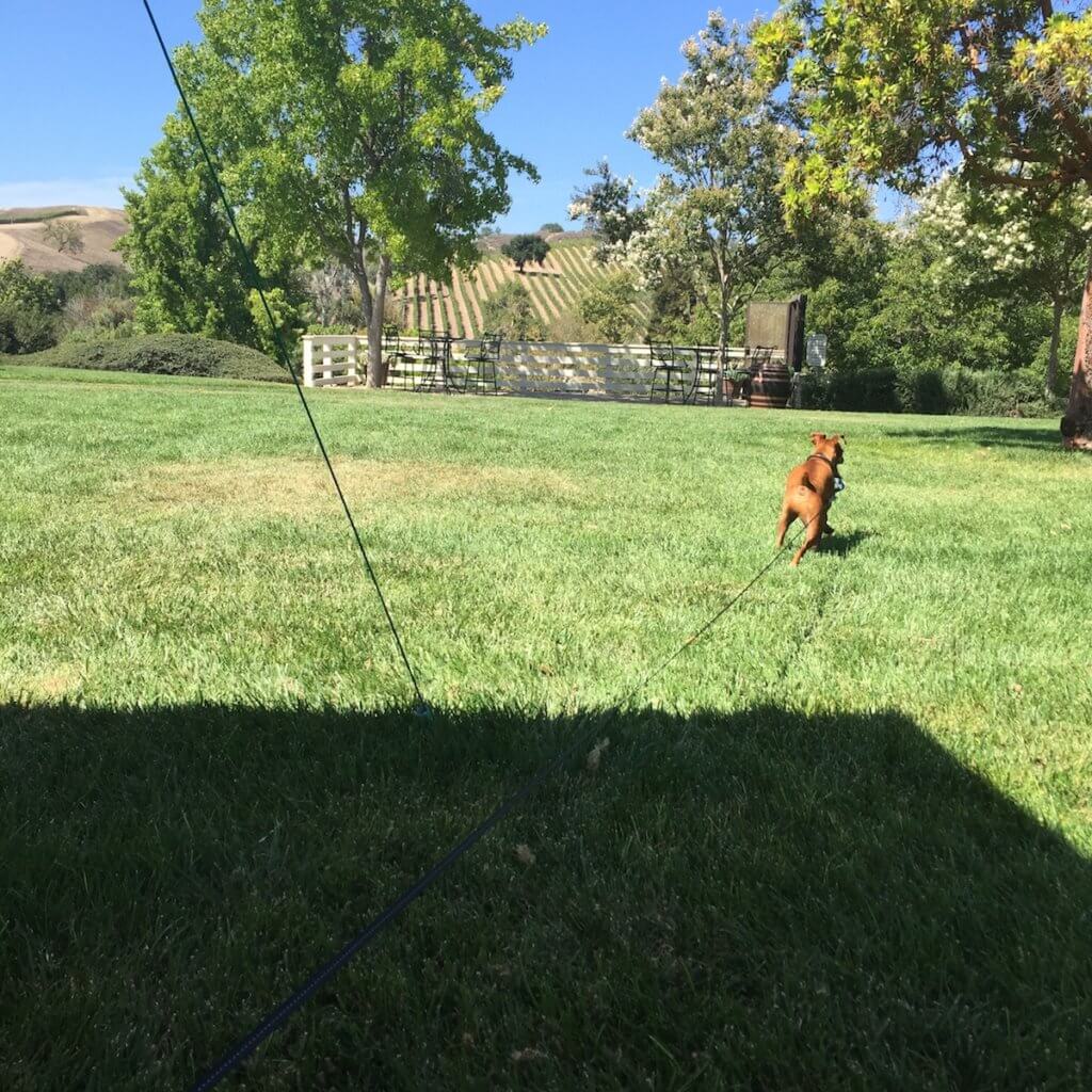 santa ynez wineries